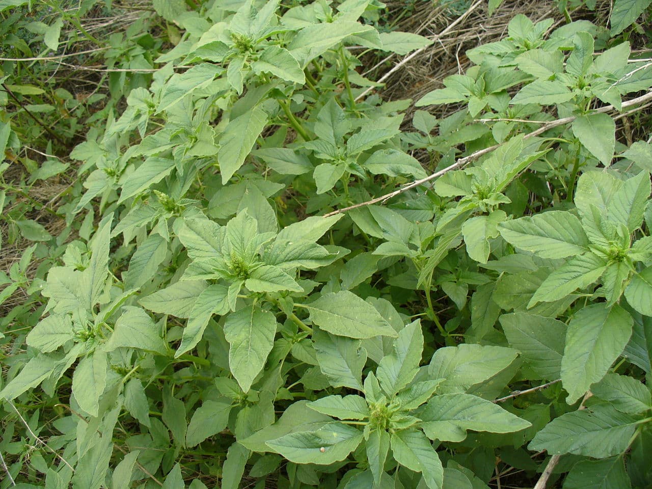 szőrös disznóparéj (Amaranthus retroflexus)