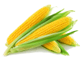 kukorica vetőmag