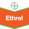 ETHREL (1l)