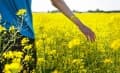 SY SAVEO + Lumiposa repce hibrid vetőmag