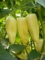 Paprika Cecil F1 (500 szem)