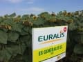 ES GENERALIS CL napraforgó vetőmag (150 EK)