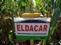 Eldacar kukorica vetőmag (50 EM)