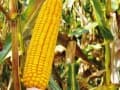 ES Method kukorica vetőmag (50 EM)