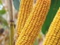 Harmonium kukorica vetőmag (50 EM)