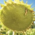 PARAISO 102 CL napraforgó vetőmag (150 EK)