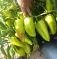 Paprika Duett F1, édes, halványzöld (500 szem)