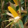 MAS 34.B kukorica vetőmag (50 EM)