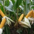 MAS 29.T kukorica vetőmag (50 EM)