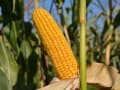 ES HORNET kukorica vetőmag (50 EM)