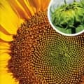 Virgo SU napraforgó vetőmag (150 EK)