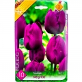 Tulipán hagyma Triumph Negrita, Holland (10/11, 10 db)
