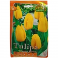 Tulipán hagyma Triumph Yokohama, Holland (10 db)