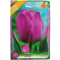 Tulipán hagyma Triumph Attila (10/11, 10 db)