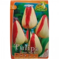 Tulipán hagyma Triumph Page Polka, Holland (10 db)