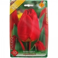 Tulipán hagyma Darwin Hybrid Apeldoorn, Holland (10 db)