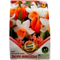 Nárcisz-tulipán hagyma Duo Orange Dreams (8 db)