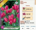 Tulipán hagyma Multiflowered Happy Family (11/12, 10 db)