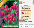 Tulipán hagyma Multiflowered Happy Family (11/12, 10 db)