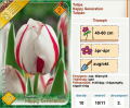 Tulipán hagyma Triumph Happy Generation (10/11, 10 db)