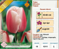 Tulipán hagyma Darwin Hybrid Ollioules (10/11, 10 db)