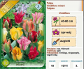 Tulipán hagyma Viridiflora Mixed (10/11, 10 db)