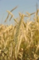 Dankowskie Diament őszi rozs vetőmag (I. fok, csávázatlan) (700 kg)