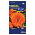 Legényvirág (Zinnia elegans) Dália virágú narancssárga (2 g)