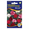 Kerti szegfű (Dianthus Caryophyllus Grenadin) színkeverék (0,5 g)